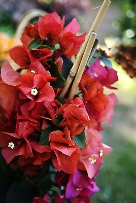 포토 JPG 해외이미지 식물 디자인 꽃잎 꽃 줄기 분홍색 꽃다발 백그라운드 잎 겨울 꽃무늬 자연 발렌타인데이 사람없음 장식 초록색 컬러풀 보라색 스파 어둠 봄 벚꽃 흰색 나뭇가지 인사 신용카드 난초 우아함 제비꽃 질감 호접란 고립 온실 이국적 해외202004 해외포토 나무 계절 컬러 컨셉 무늬 데이이벤트 금융 예절 생태계 파일형식 이미지허브