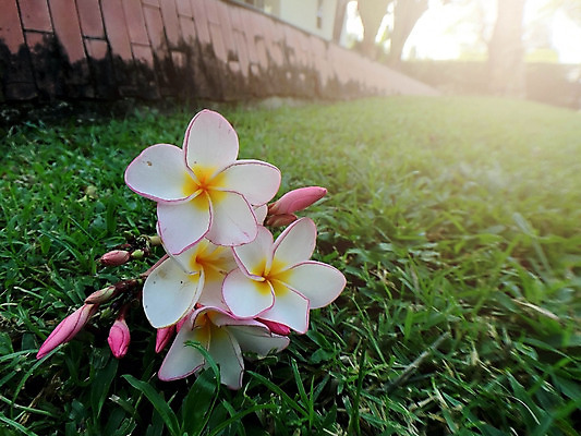포토 JPG 해외이미지 나무 디자인 꽃잎 꽃 분홍색 꽃다발 나비 백그라운드 잎 꽃무늬 자연 휴식 미술 사람없음 장식 빨간색 초록색 여름 노란색 정원 스파 봄 벚꽃 흰색 인사 신선 다발 묘사 내추럴 고립 엘리먼트 해외202004 해외포토 식물 계절 컬러 곤충 컨셉 무늬 문화예술 예절 생태계 파일형식 이미지허브