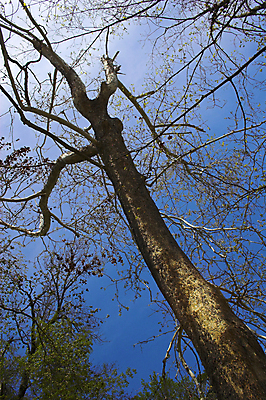 포토 JPG 해외이미지 나무 전통 공원 지구 여행 잎 자연 휴가 휴식 풍경 사람없음 야외 목재 초록색 여름 파란색 빛 농장 환경 맑음 침묵 봄 덮개 가을 시골 신선 고독 숲 큼 그늘 땅 장면 천국 대출 삼림지대 완전 해외202004 해외포토 식물 계절 공공시설 감정 컬러 컨셉 농업 재료 날씨 금융 소리 뚜껑 크기 생태계 파일형식 이미지허브