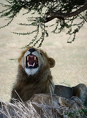 포토 JPG 해외이미지 동물 1 남자 얼굴 야생동물 백그라운드 포유류 아프리카 자연 추상 털 사람없음 장식 세로 빛 노란색 머리 고양이 힘 에너지 오픈 입 닫기 치아 위험 사자 큼 왕 모피 혀 사파리 육식동물 갈기 사냥꾼 사자자리 턱 표범 해외202004 해외포토 직업 나라 컬러 컨셉 무늬 모션 사람 신체부위 반려동물 별자리 소화기관 크기 생태계 파일형식 이미지허브
