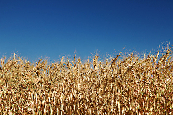 포토 JPG 해외이미지 식물 백그라운드 밭 농업 자연 하늘 사람없음 초록색 파란색 농경지 수확 낟알 밀 유기농 해외202004 해외포토 웰빙 산업 컬러 곡류 농장 생태계 파일형식 이미지허브