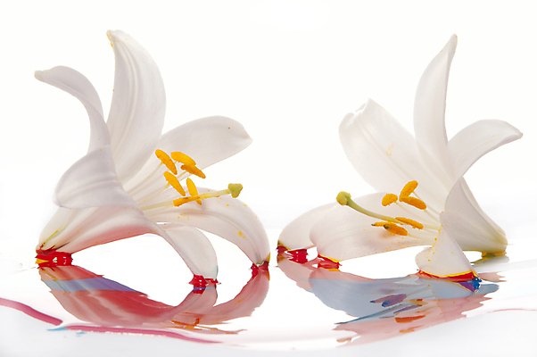 포토 JPG 해외이미지 모양 식물 디자인 교육 꽃잎 꽃 백그라운드 꽃무늬 패턴 추상 아이디어 창조 미술 사람없음 그래픽 장식 빨간색 머리 보라색 페인트 젖음 벚꽃 흰색 그리기 붓기 떨어짐 디자이너 순수 그림 심플 페인트붓 꽃가루 개성 꽃수술 해외202004 해외포토 직업 컬러 컨셉 무늬 모션 문화예술 신체부위 붓 가루 파일형식 이미지허브