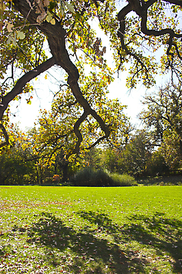포토 JPG 해외이미지 나무 계절 잎 오렌지 자연 휴식 따뜻함 사람없음 빨간색 빛 노란색 정원 가을 해외202004 해외포토 식물 컬러 컨셉 과일 생태계 파일형식 이미지허브