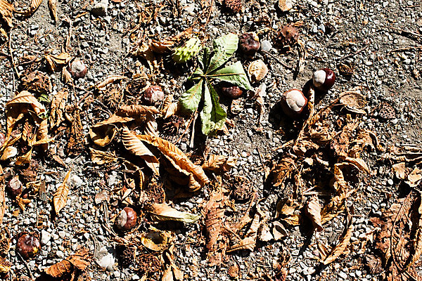 포토 JPG 해외이미지 나무 식물 계절 공원 음식 백그라운드 잎 패턴 농업 오렌지 과일 자연 추상 건조 그림자 씨앗 사람없음 야외 초록색 컬러풀 갈색 노란색 정원 견과류 껍질 가을 떨어짐 숲 9월 묘사 유기농 10월 내추럴 땅바닥 해외202004 해외포토 웰빙 공공시설 산업 컬러 컨셉 무늬 바닥 날짜 생태계 파일형식 이미지허브