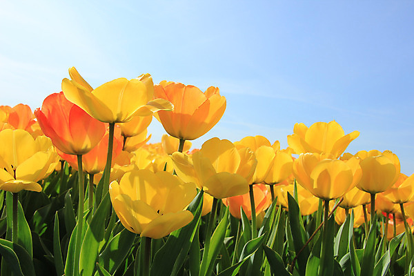 포토 JPG 해외이미지 식물 계절 꽃잎 꽃 꽃다발 컨셉 꽃무늬 밭 농업 오렌지 전구 자연 하늘 사람없음 초록색 파란색 컬러풀 햇빛 노란색 봄 튤립 성장 신선 네덜란드 내추럴 해외202004 해외포토 유럽 산업 컬러 무늬 과일 태양 생태계 파일형식 이미지허브