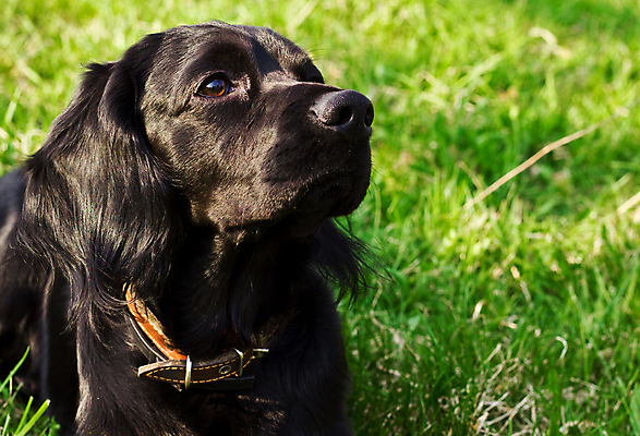 포토 JPG 해외이미지 동물 영어 응시 얼굴 밭 털 사람없음 야외 초록색 반려동물 갈색 머리 맑음 검은색 봄 스패니얼 아기 개 달콤 강아지 송곳니 기르기 유래 해외202004 해외포토 문자 시선 계절 컬러 농업 포유류 날씨 사람 신체부위 맛 치아 돌봄 파일형식 이미지허브