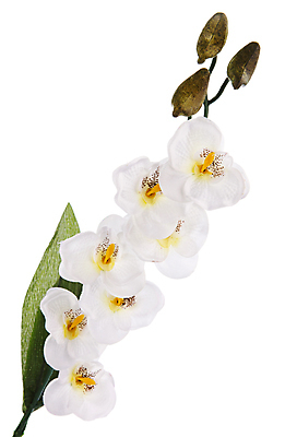 포토 JPG 해외이미지 식물 꽃잎 꽃 줄기 백그라운드 꽃무늬 자연 발렌타인데이 선물 사람없음 장식 초록색 빛 우주 스파 봄 벚꽃 흰색 나뭇가지 신선 난초 우아함 심플 호접란 고립 인공 해외202004 해외포토 나무 계절 컬러 컨셉 무늬 데이이벤트 생태계 파일형식 이미지허브