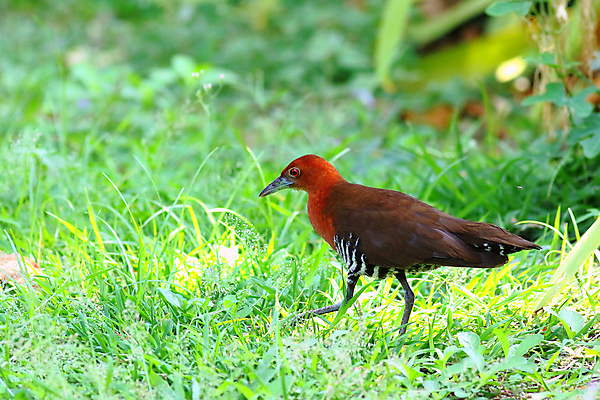 포토 JPG 해외이미지 동물 공원 야생동물 겨울 오렌지 태국 자연 조류 동양인 사람없음 야외 빨간색 초록색 머리 환경 검은색 흰색 깃털 생태학 해외202004 해외포토 계절 공공시설 교육 아시아 컬러 과일 인종 신체부위 생태계 파일형식 이미지허브