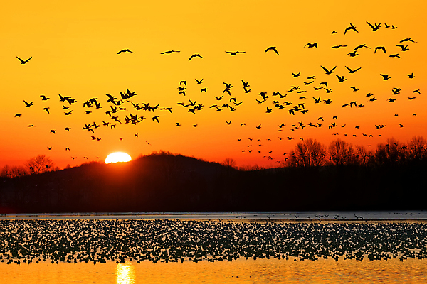 포토 JPG 해외이미지 구름 실루엣 호수 야생동물 백그라운드 이동 겨울 오렌지 자연 조류 하늘 아침 풍경 사람없음 야외 물 태양 일출 검은색 황혼 일몰 봄 새벽 그룹 군중 저녁 사냥 거위 물새 철새 해외202004 해외포토 주간 자연요소 동물 계절 컬러 컨셉 과일 촬영기법 사람 노을 야간 생태계 파일형식 이미지허브