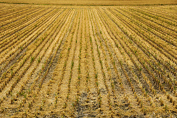 포토 JPG 해외이미지 식물 아시아 음식 줄기 잎 농업 하늘 밥 건강 씨앗 풍경 사람없음 야외 목재 경제 농작물 농장 농경지 갈색 노란색 중국 수확 성장 시골 죽음 신선 황금 유기농 가뭄 내추럴 논밭 밭일 재앙 해외202004 해외포토 나무 웰빙 나라 산업 컬러 밭 재료 날씨 논 파일형식 이미지허브