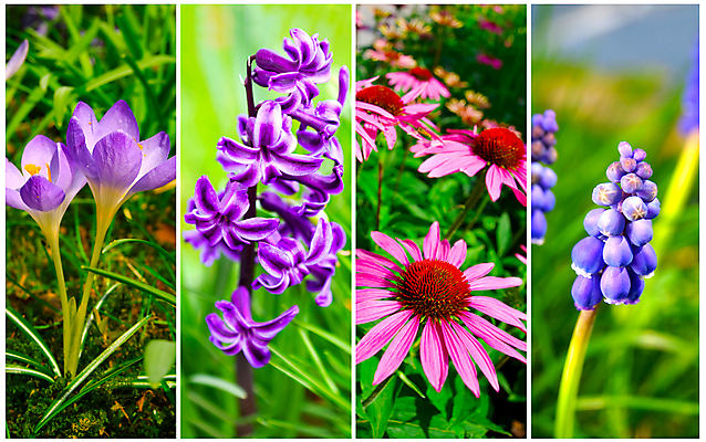 포토 JPG 해외이미지 식물 계절 공원 꽃잎 꽃 자연 부활절 사람없음 야외 초록색 세트 정원 봄 벚꽃 원뿔 블루벨 사프란 히아신스 해외202004 해외포토 도형 공공시설 기념일 컬러 향신료 생태계 파일형식 이미지허브