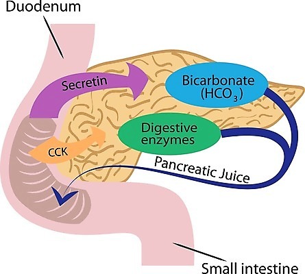 EPS 해외이미지 나무 디자인 계절 공원 백그라운드 잎 일러스트 자연 하늘 풍경 야외 목재 그래픽 초록색 여름 파란색 환경 맑음 성장 나뭇가지 숲 내추럴 생태학 해외202004 해외일러스트 식물 공공시설 교육 컬러 재료 날씨 생태계 파일형식 벡터 이미지허브
