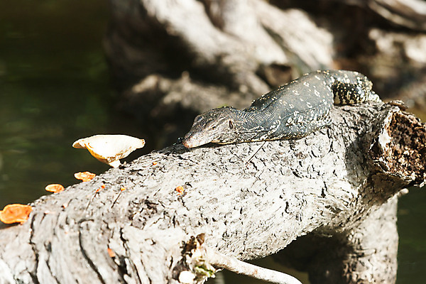 포토 JPG 해외이미지 나무 동물 아시아 호수 야생동물 여행 파충류 자연 휴가 휴식 앉기 풍경 사람없음 목재 초록색 물 강 컬러풀 햇빛 평화 모니터 나뭇가지 관찰 기다림 황무지 편안함 순수 즐거움 엽서 천국 거짓말 스리랑카 해외202004 해외포토 자연요소 식물 감정 나라 컬러 컨셉 재료 모션 컴퓨터 태양 감각 편지 생태계 파일형식 이미지허브