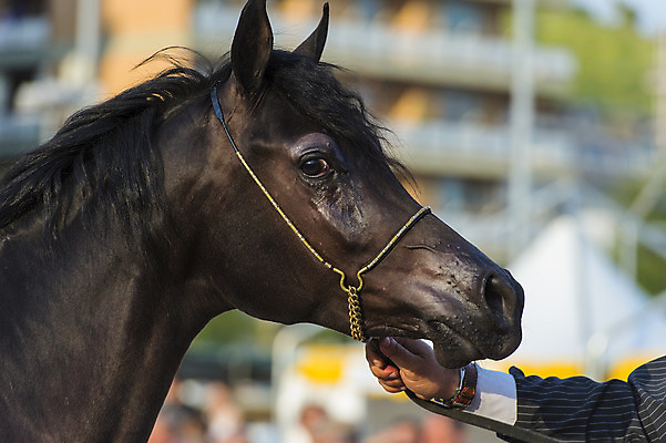 포토 JPG 해외이미지 동물 1 남자 감정 밭 포유류 모션 자연 사람없음 야외 가로 빨간색 초록색 여름 빛 달리기 농장 갈색 머리 검은색 어둠 힘 일몰 회색 자유 흰색 만 승마 황금 속도 호기심 갈기 고립 무료 해외202004 해외포토 계절 스포츠 컬러 컨셉 농업 사람 신체부위 노을 생태계 파일형식 이미지허브