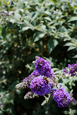 포토 JPG 해외이미지 식물 꽃 야생동물 곤충 잎 날개 자연 사람없음 보라색 꿀벌 벌 동물상 카피스페이스 해외202004 해외포토 동물 컬러 조형물 공백 벌_곤충 생태계 파일형식이미지허브 