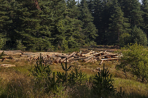 포토 JPG 해외이미지 나무 계절 꽃 유럽 줄기 여행 자연 산 풍경 사람없음 목재 초록색 여름 빛 햇빛 신선 소나무 숲 언덕 장면 침엽수 잡동사니 벌목 불가리아 옛날 웅장함 해외202004 해외포토 식물 나라 컬러 재료 태양 생태계 파일형식 남유럽 이미지허브