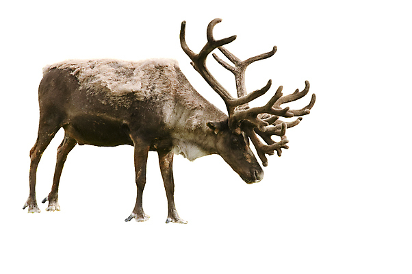 포토 JPG 해외이미지 동물 남자 야생동물 포유류 초식동물 사슴 뿔 성인 사람없음 걷기 원주민 북극 먹기 황소 알래스카 수유 옛날 반추동물 벨벳 해외202004 해외포토 모션 사람 미국 소 아프리카인 실크 극지방 파일형식 이미지허브