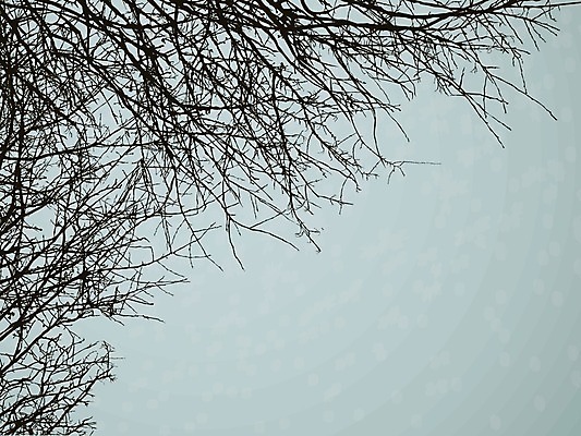 EPS 해외이미지 나무 구름 실루엣 겨울 일러스트 자연 하늘 프레임 풍경 회색 추위 나뭇가지 자연백그라운드 폭풍 흐림 해외202004 해외일러스트 자연요소 식물 계절 컬러 백그라운드 날씨 촬영기법 생태계 파일형식 벡터 이미지허브