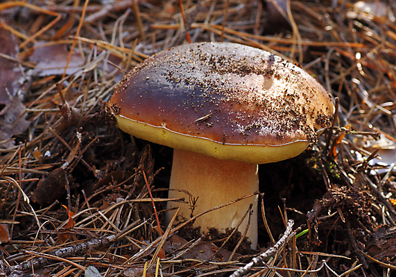 포토 JPG 해외이미지 자연 사람없음 갈색 버섯 모임 숲 침엽수 땅바닥 해외202004 해외포토 나무 컬러 바닥 생태계 파일형식 이미지허브