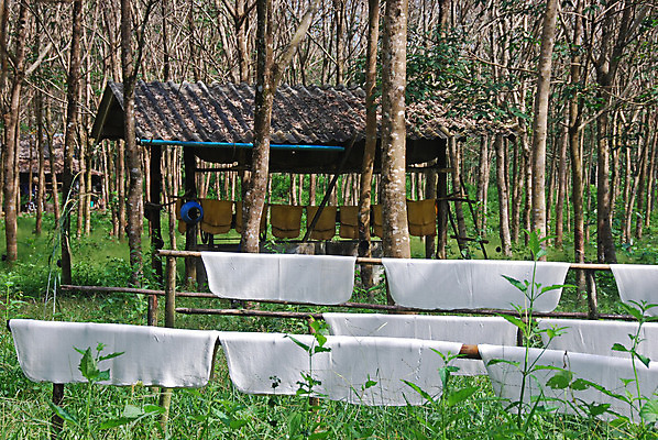 포토 JPG 해외이미지 아시아 열대 사람없음 농장 시골 고무 해외202004 해외포토 나라 농업 파일형식 이미지허브