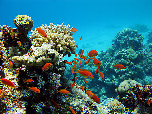 포토 JPG 해외이미지 동물 야생동물 바다 학교 아프리카 자연 이집트 어류 풍경 사람없음 물 파란색 컬러풀 햇빛 바닷속 수중 스노클링 호주 생태계 다이빙 인도네시아 태평양 수족관 홍해 인도양 몰디브 카리브해 깊이 소금물 해외202004 해외포토 자연요소 교육 나라 아시아 컬러 태양 수영 수중동물 수상스포츠 오세아니아 수중스포츠 파일형식 이미지허브