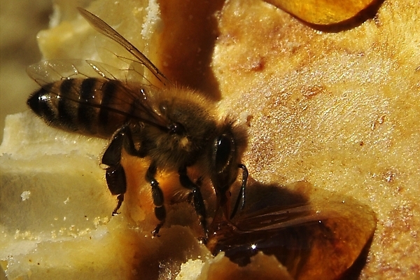 포토 JPG 해외이미지 식물 동물 꽃 음식 곤충 백그라운드 패턴 농업 자연 프레임 세포 건강 사람없음 약 환경 벚꽃 머리빗 황금 닫기 달콤 꿀벌 먹기 영화 유기농 바쁨 꽃가루 꿀 벌집 내추럴 밀랍 식민지 양봉 양봉장 해외202004 해외포토 웰빙 산업 무늬 의학 모션 문화예술 미용용품 맛 벌_곤충 가루 생태계 파일형식 이미지허브