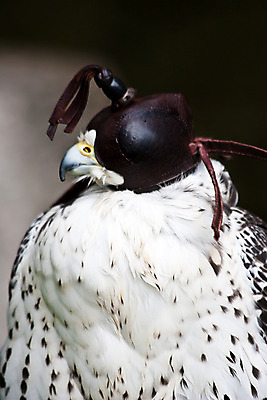 포토 JPG 해외이미지 동물 1 야생동물 날개 자연 조류 사람없음 야외 결심 먹이 심볼 깃털 사냥 부리 독수리 육식동물 사냥꾼 내추럴 공격적 시각장애인 포식 해외202004 해외포토 직업 컨셉 장애인 생태계 파일형식 이미지허브