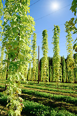 포토 JPG 해외이미지 식물 밧줄 밭 농업 자연 하늘 사람없음 야외 가로 세로 초록색 여름 농작물 햇빛 태양 농장 성장 가을 시골 오스트리아 땅 조경 장면 줄서기 세련 해외202004 해외포토 자연요소 계절 유럽 산업 줄 컬러 모션 생태계 파일형식 이미지허브