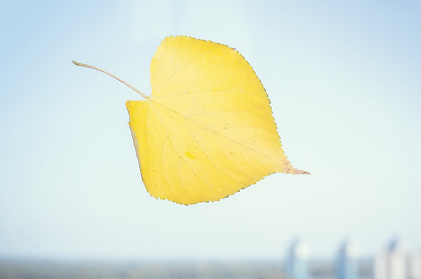 포토 JPG 해외이미지 나무 디자인 계절 백그라운드 단풍 잎 패턴 오렌지 창문 자연 유리 벽지 바람 날씨 추상 건조 사람없음 야외 장식 가로 빨간색 초록색 갈색 노란색 희망 활발 할로윈 젖음 가을 흰색 물방울 화려 분위기 황금 9월 다발 수집 10월 내추럴 옛날 해외202004 해외포토 자연요소 식물 감정 컬러 컨셉 무늬 과일 재질 날짜 생태계 파일형식 이미지허브