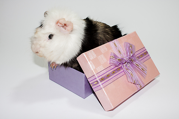 포토 JPG 해외이미지 동물 기념일 행복 리본 음식 결혼 백그라운드 컨셉 크리스마스 포장 포유류 털 발렌타인데이 선물 사랑 미술 사람없음 장식 빨간색 반려동물 상자 갈색 놀람 덮개 흰색 돼지 생일 우아함 구매 작음 만화 활 코 패키지 고립 포장소품 해외202004 해외포토 감정 컬러 데이이벤트 문화예술 표정 이벤트 신체부위 쇼핑 뚜껑 크기 오브젝트 포장재료 파일형식 이미지허브