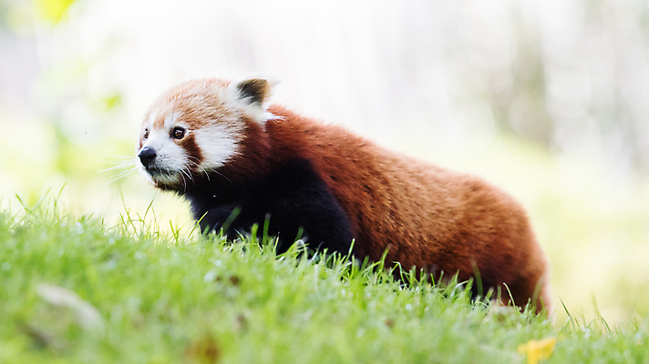 포토 JPG 해외이미지 주간 한마리 잔디 사람없음 야외 아웃포커스 귀여움 레서판다 해외202004 해외포토 자연요소 식물 1 컨셉 포유류 촬영기법 파일형식 이미지허브