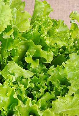 포토 JPG 해외이미지 식물 라이프스타일 음식 백그라운드 잎 다이어트 채소 재료 자연 건강 식이요법 사람없음 농작물 쌓기 샐러드 상추 먹기 유기농 날것 흙더미 채식주의자 해외202004 해외포토 웰빙 농업 모션 생활 흙 생태계 채식 파일형식 더미 이미지허브