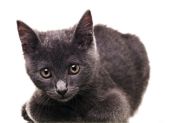 포토 JPG 해외이미지 동물 백그라운드 털 건강 사람없음 반려동물 머리 고양이 회색 흰색 닫기 모피 호기심 귀 고립 기르기 동물상 해외202004 해외포토 감정 컬러 컨셉 포유류 모션 신체부위 조형물 돌봄 파일형식 이미지허브