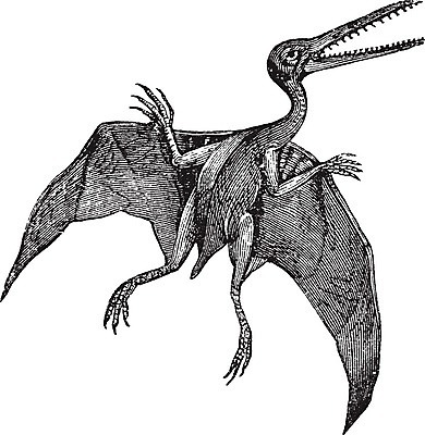 EPS 해외이미지 동물 척추동물 디자인 날개 일러스트 파충류 미술 검은색 수확 골동품 흰색 스케치 그림 생물학 육식 판화 멸종 선사시대 고립 동물상 옛날 차단 해외202004 해외일러스트 교육 컬러 농업 문화예술 조형물 역사 파일형식 벡터 이미지허브