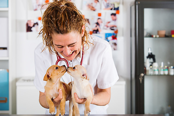 포토 JPG 해외이미지 동물 백인 직업 학생 여자 백그라운드 유니폼 청진기 노동자 실내 병원 한명 사람 성인 반려동물 약 듣기 고통 간호사 의사 잡기 개 강아지 무서움 문서 사냥개 치와와 수의사 송곳니 돌봄 해외202004 해외포토 서양인 1 옷 감정 포유류 의학 의료기기 모션 내부 의료진 치아 파일형식 이미지허브