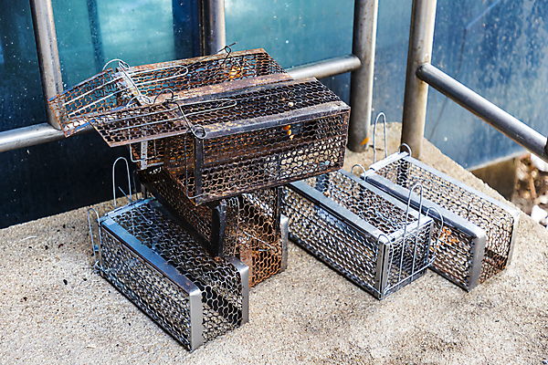 포토 JPG 해외이미지 동물 야생동물 백그라운드 컨셉 포유류 주택 자물쇠 경고 안전 사람없음 갈색 금속 봄 장비 회색 자유 죽음 잡기 오픈 해충 보호 질병 쥐 설치류 위험 작음 무서움 감옥 오브젝트 새장 올가미 미끼 망사 고립 제어 철강 생존 해외202004 해외포토 계절 감정 컬러 의학 모션 재질 건물 직물 벌레 크기 케이지 파일형식 이미지허브