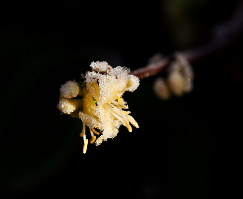 포토 JPG 해외이미지 계절 겨울 자연 사람없음 햇빛 노란색 얼음 추위 개화 크림 서리 결정체 1월 해외202004 해외포토 자연요소 꽃 컬러 태양 날짜 생태계 파일형식 이미지허브