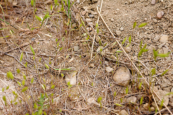 포토 JPG 해외이미지 식물 동물 1 백그라운드 파충류 자연 사람없음 가로 여름 갈색 검은색 바위 도마뱀 동물상 땅바닥 해외202004 해외포토 계절 컬러 바닥 조형물 돌_바위 생태계 파일형식 이미지허브