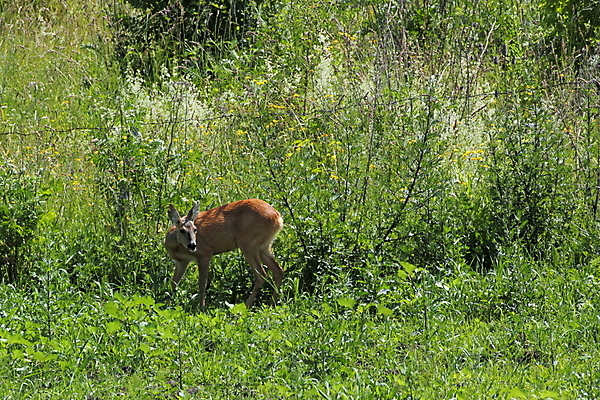 포토 JPG 해외이미지 동물 1 계절 여자 유럽 야생동물 밭 포유류 자연 초식동물 영국 잉글랜드 서기 풍경 사람없음 야외 옆모습 가로 초록색 여름 갈색 시골 관찰 황무지 사냥 동물상 삼림지대 아기사슴 암사슴 해외202004 해외포토 나라 새끼 뷰포인트 컬러 농업 모션 사슴 사람 조형물 숲 암컷 생태계 파일형식 이미지허브