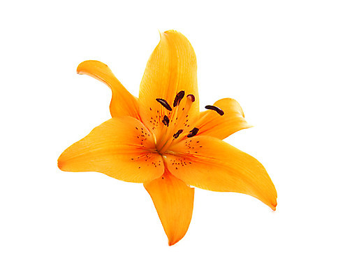 포토 JPG 해외이미지 꽃 잎 꽃무늬 오렌지 자연 사람없음 닫기 고립 꽃수술 해외202004 해외포토 식물 무늬 과일 모션 생태계 파일형식 이미지허브