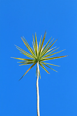 포토 JPG 해외이미지 나무 식물 잎 자연 하늘 사람없음 초록색 여름 파란색 정원 해외202004 해외포토 계절 컬러 생태계 파일형식 이미지허브