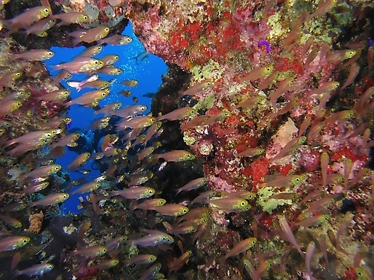 포토 JPG 해외이미지 식물 동물 야생동물 잎 자연 표면 어류 사람없음 초록색 물 반사 사진촬영 수중 투명 스노클링 산호 잠수부 잠수함 다이빙 암초 동물상 해외202004 해외포토 자연요소 컬러 조형물 촬영 수영 수중동물 수상스포츠 자포동물 전문직 생태계 수중스포츠 파일형식 이미지허브