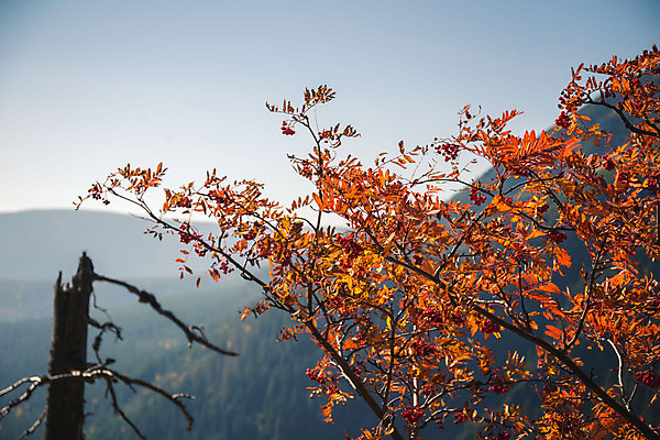 포토 JPG 해외이미지 나무 식물 계절 공원 백그라운드 단풍 낙엽 잎 패턴 오렌지 자연 하늘 산 프레임 풍경 사람없음 야외 빨간색 파란색 빛 컬러풀 햇빛 태양 갈색 노란색 환경 가을 나뭇가지 변화 황금 숲 질감 발견 내추럴 되감기 해외202004 해외포토 자연요소 공공시설 컬러 컨셉 무늬 과일 생태계 파일형식 이미지허브