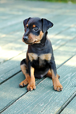 포토 JPG 해외이미지 동물 응시 여자 남자 포유류 자연 친절 실내 사람없음 빨간색 초록색 반려동물 갈색 봄 활발 미니어처 관찰 개 강아지 작음 만족 노려봄 송곳니 기르기 미니 유래 해외202004 해외포토 시선 계절 감정 컬러 컨셉 모션 표정 사람 내부 모형 치아 크기 생태계 돌봄 파일형식 이미지허브