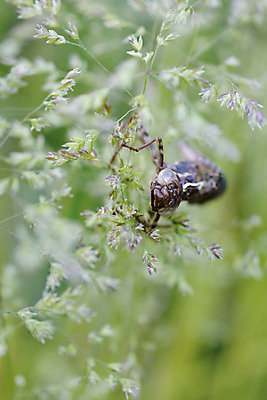포토 JPG 해외이미지 식물 동물 곤충 자연 건조 사람없음 손상 덮개 잠자리 피부 포도나무 변태 해외202004 해외포토 컨셉 신체부위 뚜껑 과일나무 생태계 파일형식 이미지허브