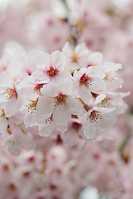 포토 JPG 해외이미지 나무 식물 계절 공원 꽃잎 꽃 아시아 분홍색 백그라운드 꽃무늬 자연 사람없음 야외 세로 정원 일본 봄 성장 벚꽃 흰색 나뭇가지 신선 개화 체리 도쿄 4월 질감 보케 자연백그라운드 블러 해외202004 해외포토 공공시설 나라 컬러 무늬 과일 날짜 생태계 파일형식 이미지허브