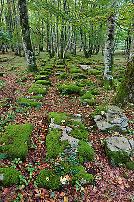 포토 JPG 해외이미지 공원 유럽 자연 산 국립공원 풍경 사람없음 초록색 가을 바위 나뭇가지 스페인 내추럴 산티아고 해외202004 해외포토 나무 계절 공공시설 나라 컬러 돌_바위 생태계 파일형식 이미지허브