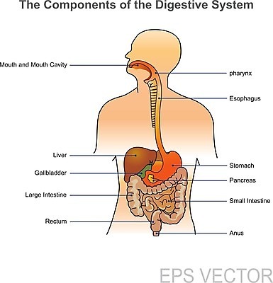EPS 해외이미지 과학 신체 일러스트 해부 건강 사람 내부 약 오르간 작음 큼 생물학 간 시스템 췌장 해외202004 해외일러스트 교육 의학 장기_의학 건반악기 크기 파일형식 벡터 이미지허브