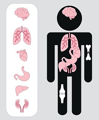 EPS 해외이미지 디자인 과학 신체 일러스트 해부 근육 건강 그림자 미술 사람 내부 세트 픽토그램 약 인포그래픽 하트 원형 오르간 신장 허파 치아 큼 심볼 사인 뇌 복고 생물학 간 시스템 자궁 방광 췌장 엘리먼트 지라 해외202004 해외일러스트 모양 도형 교육 의학 문화예술 소화기관 건반악기 비뇨기관 호흡기관 장기 크기 파일형식 벡터 악기 건반 음악 이미지허브