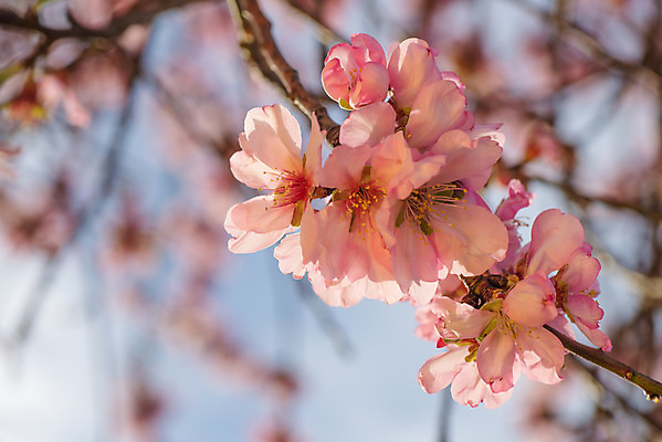 포토 JPG 해외이미지 나무 식물 계절 꽃잎 꽃 분홍색 겨울 사람없음 가로 봄 벚꽃 나뭇가지 개화 스페인 지중해 아몬드 해외202004 해외포토 유럽 바다 컬러 견과류 파일형식 이미지허브